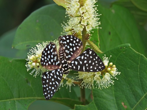 Calydna caieta