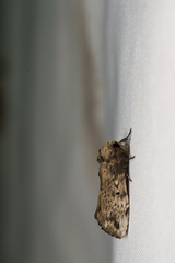 Norracoides basinotata