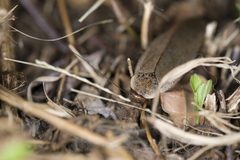 Rhabdoblatta takahashii