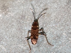 Elasmolomus squalidus