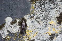 Rhabdoblatta takahashii