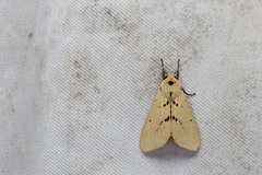 Spilarctia postrubida