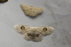Problepsis crassinotata