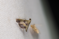 Endotricha luteogrisalis