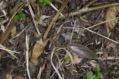 Rhabdoblatta takahashii