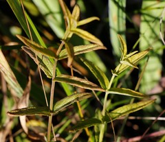 Scutellaria yezoensis