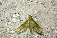 Cechetra subangustata