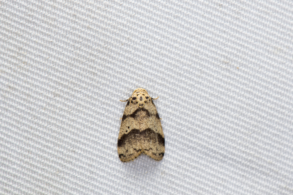 Eugoa formosibia