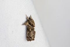 Callopistria guttulalis