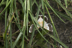 Pingasa ruginaria pacifica