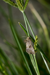Chrysodeixis heberachis