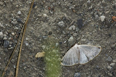 Lomographa percnosticta