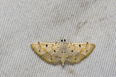 Pycnarmon aeriferalis