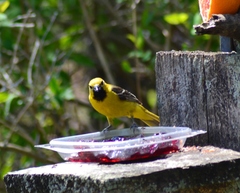 Icterus spurius spurius