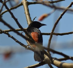 Icterus spurius spurius