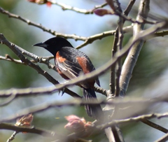 Icterus spurius spurius