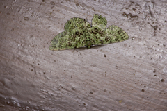Ophthalmitis herbidaria