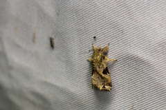 Callopistria phaeogona