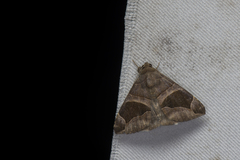 Bastilla vitiensis