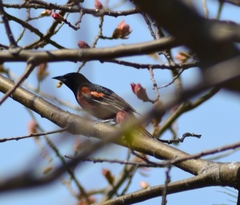 Icterus spurius spurius