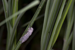 Polyphagozerra coffeae