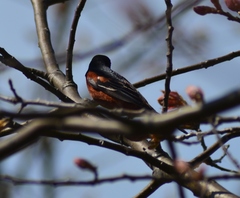 Icterus spurius spurius