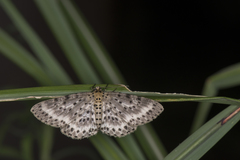 Percnia suffusa