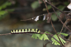 Callopistria guttulalis
