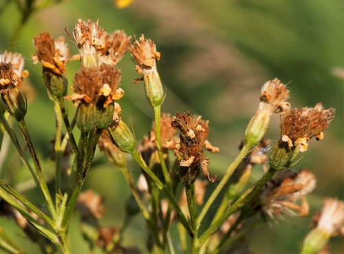 Hemp-leaved ragwort
