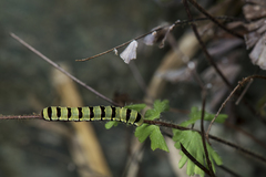 Callopistria guttulalis