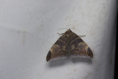Pindara illibata
