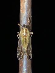Orthopagus