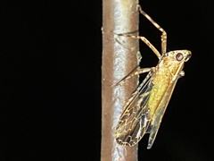 Orthopagus
