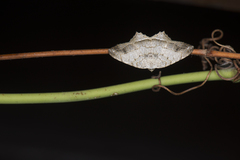 Oxymacaria temeraria