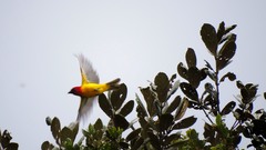 Piranga rubriceps