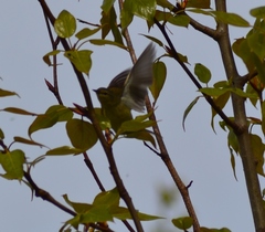 Leiothlypis celata celata
