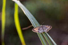 Percnia suffusa