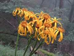 Ligularia dentata