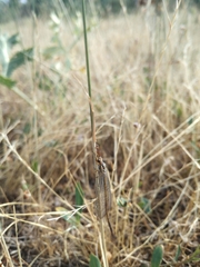 Macronemurus appendiculatus