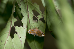 Eoophyla gibbosalis