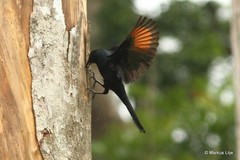 Onychognathus fulgidus