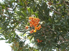 Cupaniopsis anacardioides