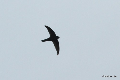 Bates's Swift