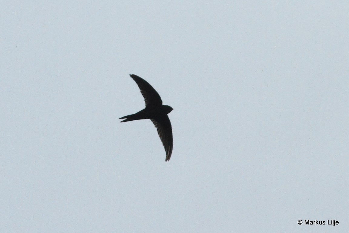 Bates's Swift illustration