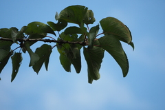 Populus lasiocarpa