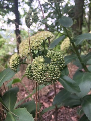 Hylotelephium maximum