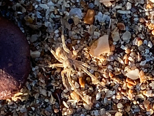Costacosa