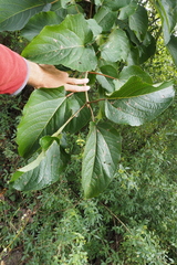 Populus lasiocarpa