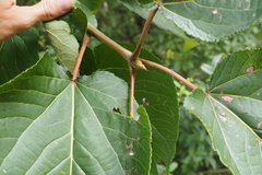 Populus lasiocarpa