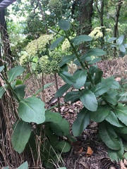 Hylotelephium maximum